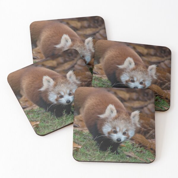 Item preview, Baby red panda designed and sold by cdkphotos.