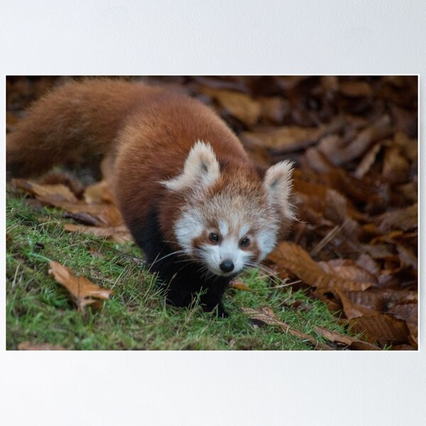 Item preview, Baby red panda designed and sold by cdkphotos.