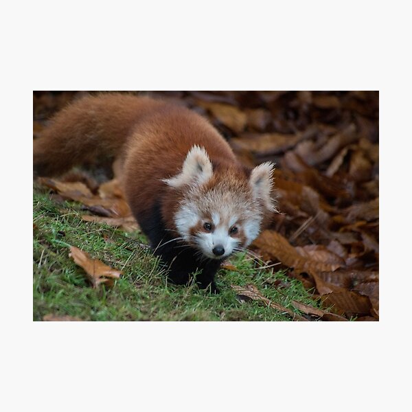 Item preview, Baby red panda designed and sold by cdkphotos.