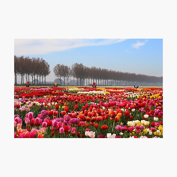 Item preview, Show Garden Tulip Festival designed and sold by Jo Nijenhuis.