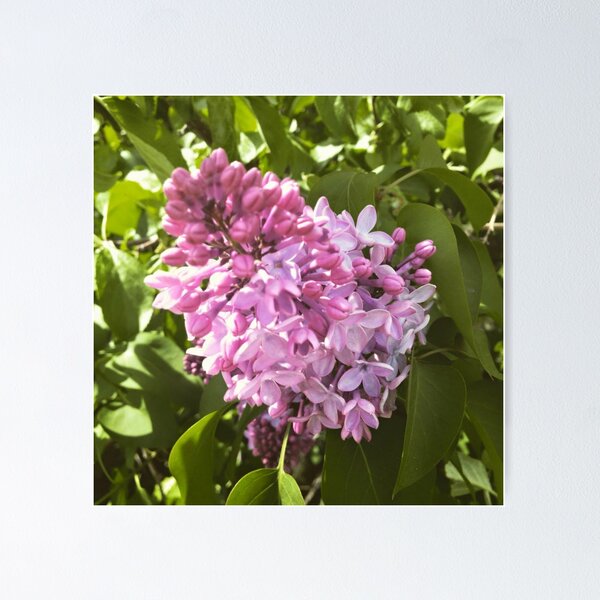 Item preview, Lilac designed and sold by islanderscaper.