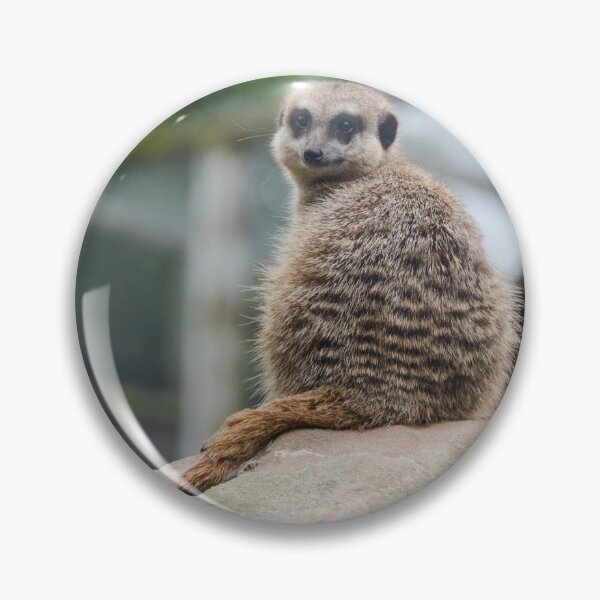 Artikelvorschau, Erdmännchen @ Exmoor Zoo entworfen und verkauft von Ksswaden.