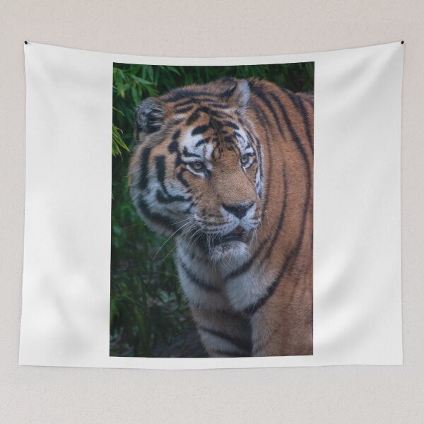 Item preview, Male Amur tiger designed and sold by cdkphotos.