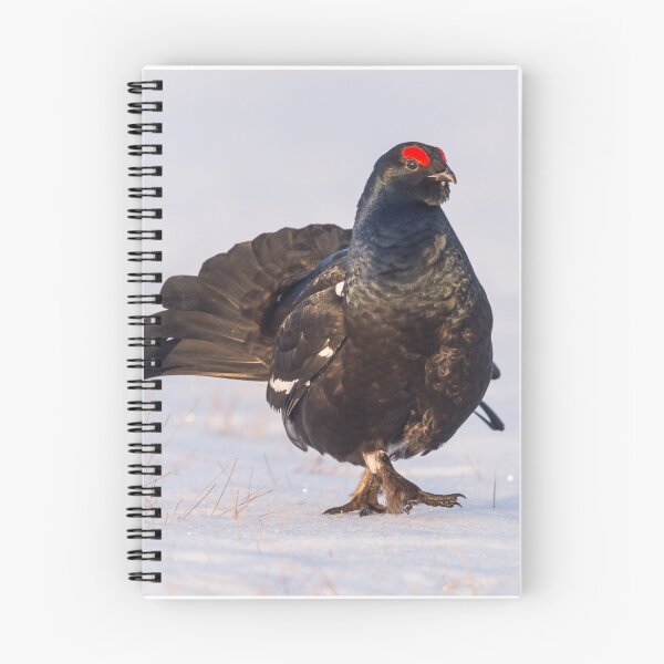 Item preview, Black grouse in the morning light designed and sold by Ingo Gerlach.