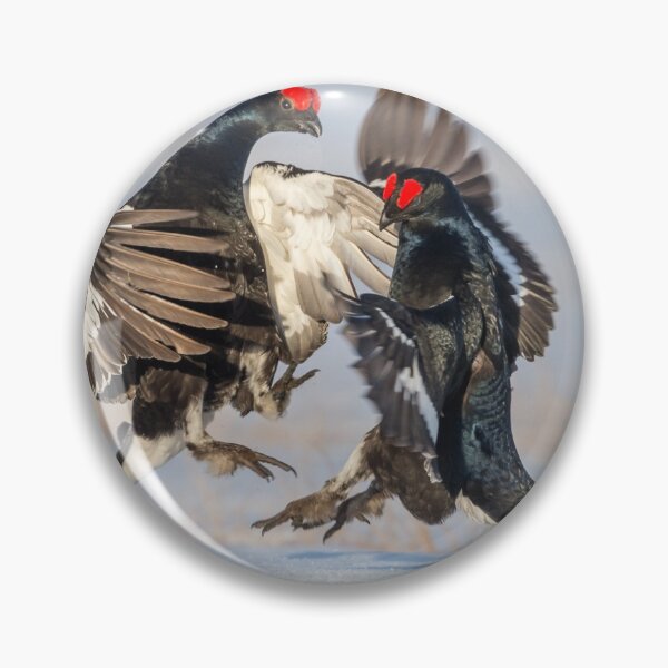 Item preview, Fighting black grouse designed and sold by Ingo Gerlach.