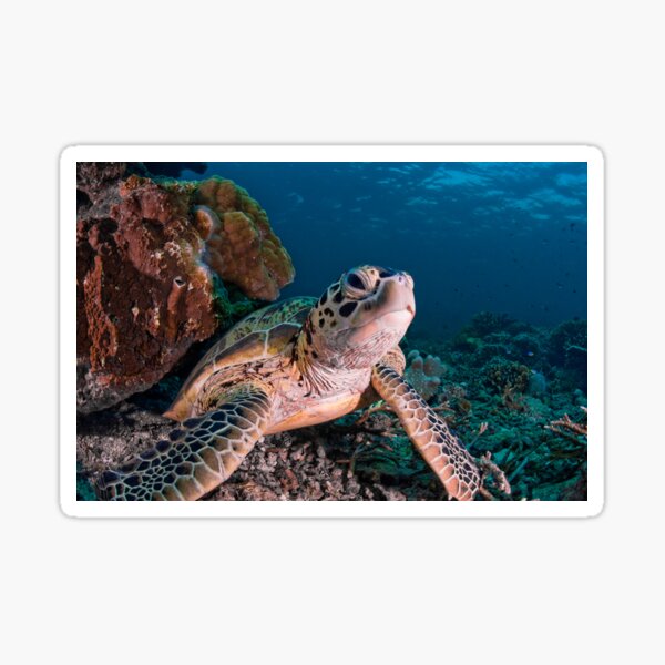 Green Turtle, Sipadan, Sabah, Malaysia Sticker
