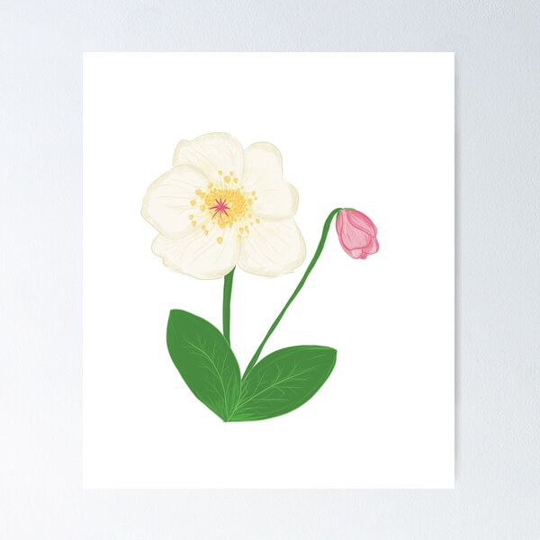 Item preview, Snow rose / Christmas rose designed and sold by Luaillustration.