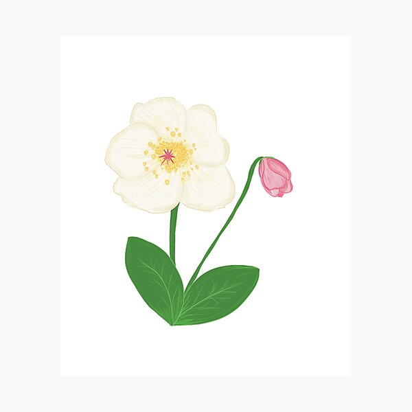 Item preview, Snow rose / Christmas rose designed and sold by Luaillustration.