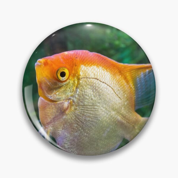 Item preview, Pterophyllum Scalare yellow angel tropical fish underwater with plants designed and sold by Grégory DUBUS.