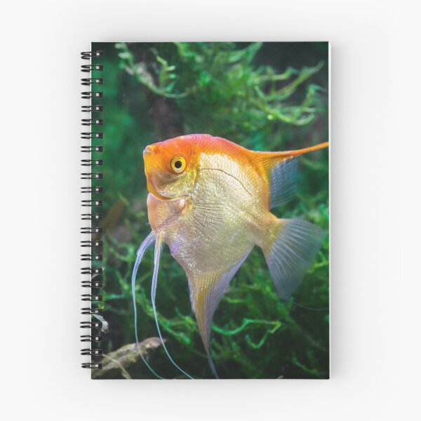 Item preview, Pterophyllum Scalare yellow angel tropical fish underwater with plants designed and sold by Grégory DUBUS.