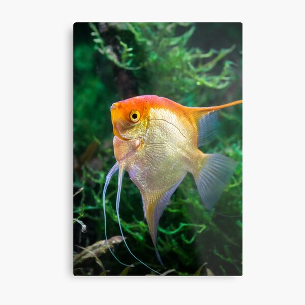 Pterophyllum Scalare ange jaune poisson tropical sous l'eau avec des plantes Impression métallique