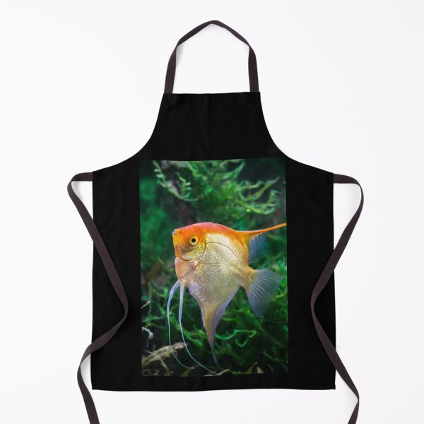 Pterophyllum Scalare ange jaune poisson tropical sous l'eau avec des plantes Tablier