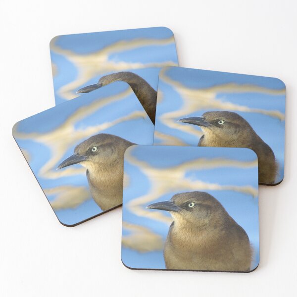 Item preview, Blackbird Determined Look Against Blue Water Bird Animals designed and sold by natureinfocus.