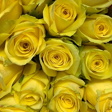 Artwork thumbnail, Yellow Roses by Jason Tompkins