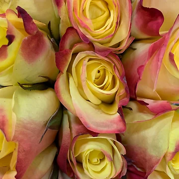 Artwork thumbnail, Yellow/Red Roses by Jason Tompkins