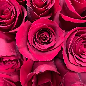 Artwork thumbnail, Red Roses by Jason Tompkins