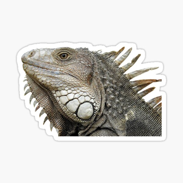 Green Iguana Sticker