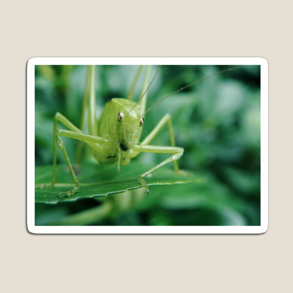 Curious Cricket Magnet