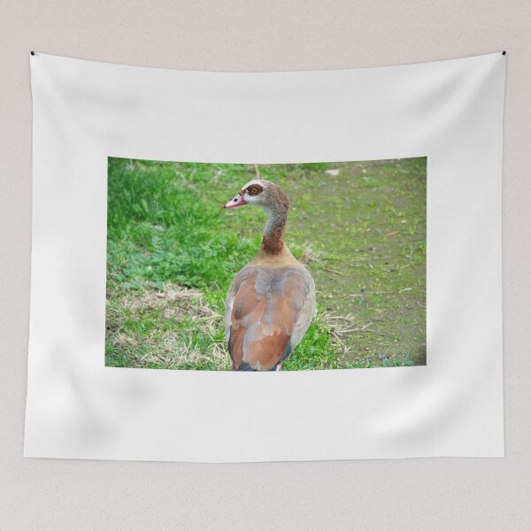 Item preview, Duck - Photography designed and sold by FilipeFerreira.