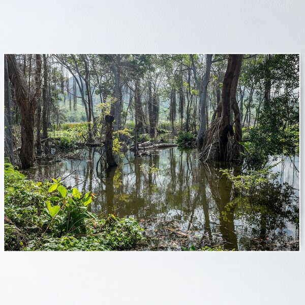 Item preview, Mangrove swamp designed and sold by brianhardy247.