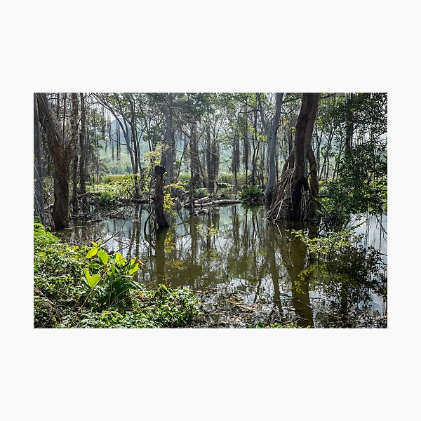 Item preview, Mangrove swamp designed and sold by brianhardy247.