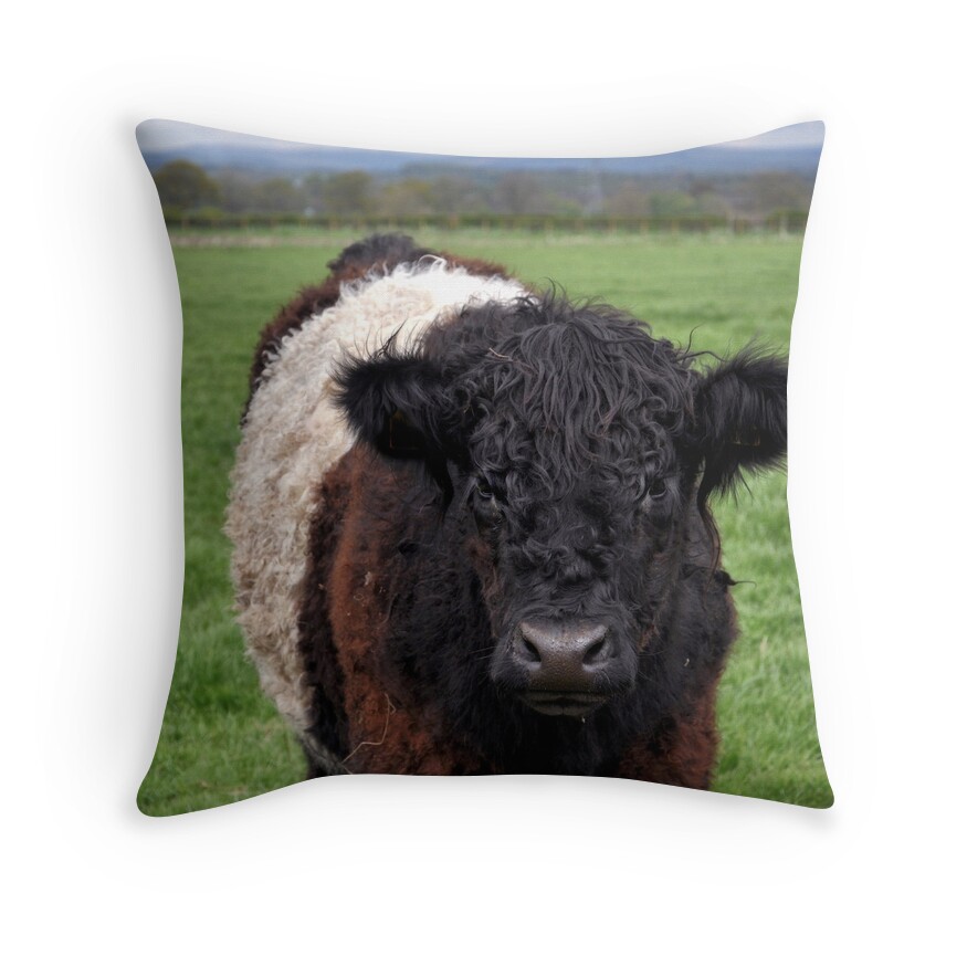 belted galloway soft toy