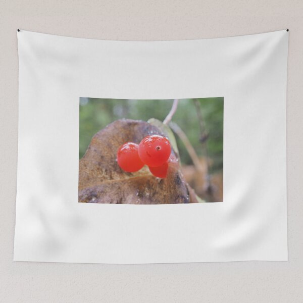 Item preview, Western trumpet honeysuckle (Lonicera ciliosa) berries designed and sold by SDym Photography.