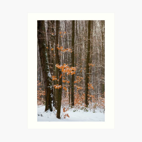 winter forest with some fall foliage in snow Art Print