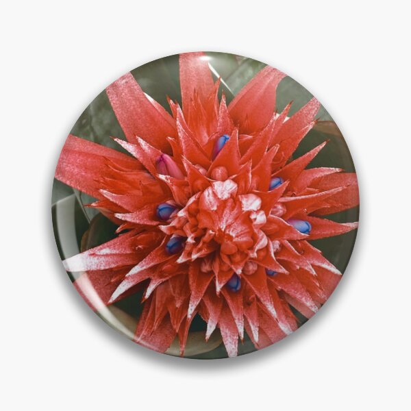 Item preview, Bromeliad flowering designed and sold by PricksandPlants.