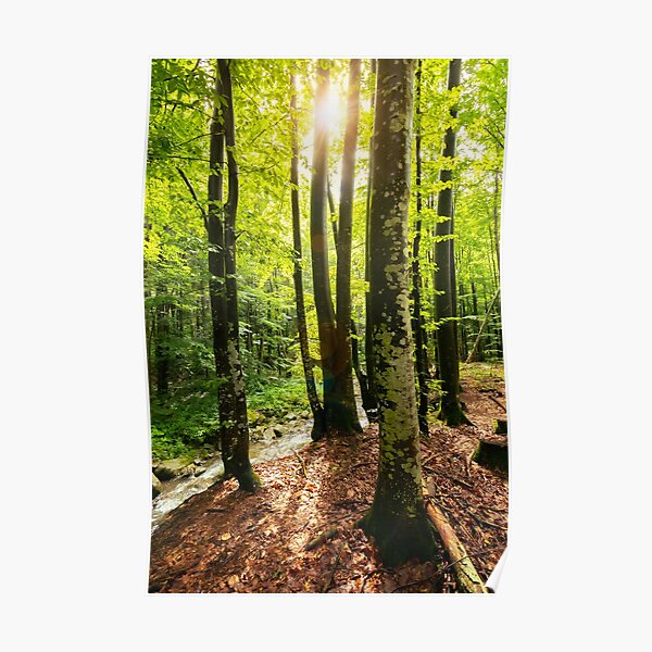 sunlight in summer forest Poster