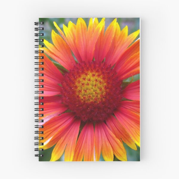 Item preview, Gaillardia designed and sold by Frankie Cat Photography.