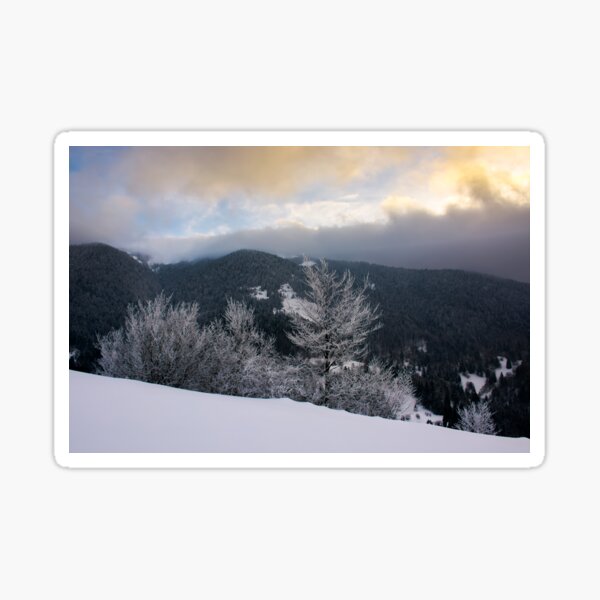 trees in hoarfrost on a snowy slope at sunrise Sticker