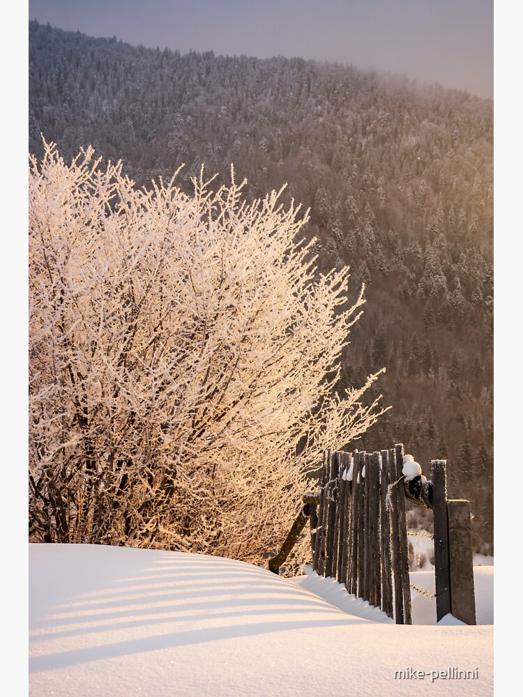 countryside glowing frost of winter sunrise by mike-pellinni