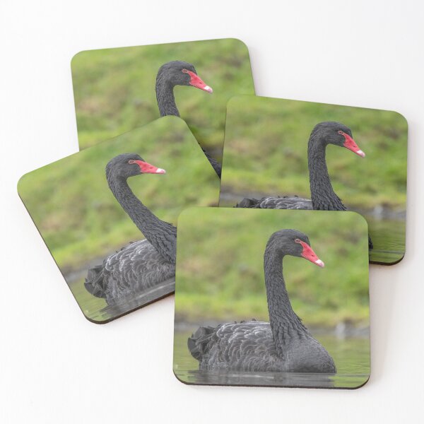 Item preview, Black Swan designed and sold by Steve Liptrot Photography.