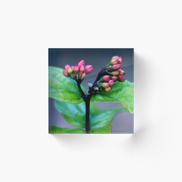 Item preview, Buds designed and sold by Nicole  Conrau.