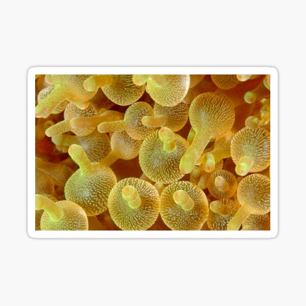 Bubble-tip Anemone - Entacmaea quadricolor Sticker