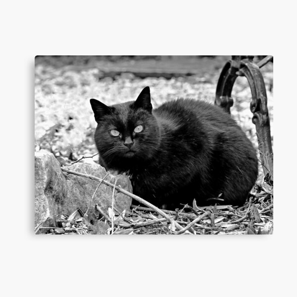 Tete Chat Gifts Merchandise Redbubble