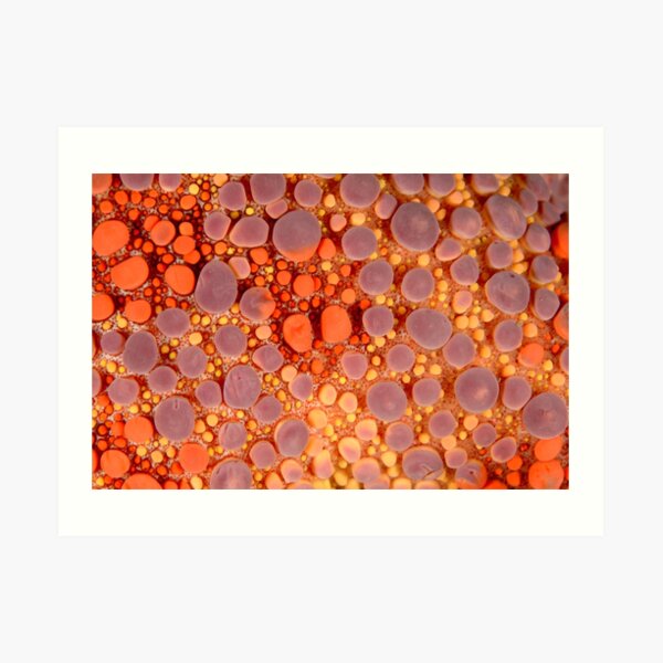 Macro of Sea Star - Asterodiscides truncatus Art Print