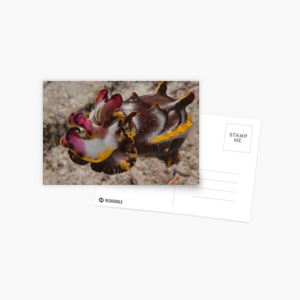 Flamboyant Cuttlefish, Kapalai, Sabah, Malaysia Postcard