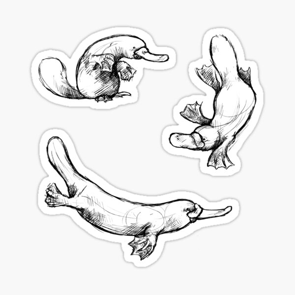Sketches of a Platypus Sticker