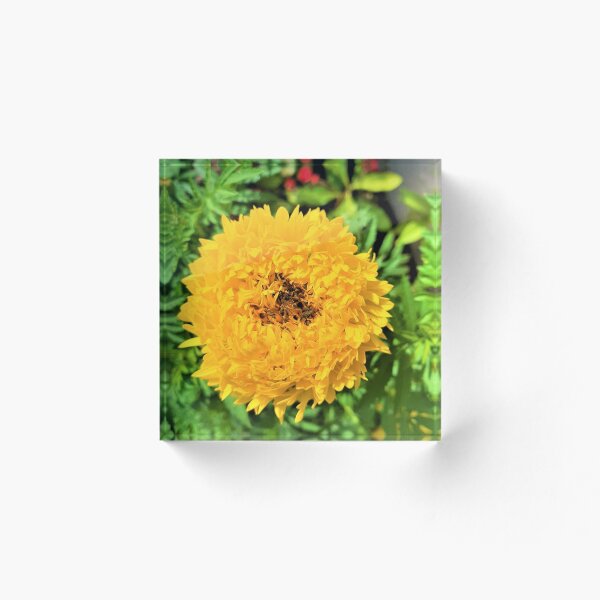 Item preview, ¡Trae el sol! designed and sold by FaustineD.