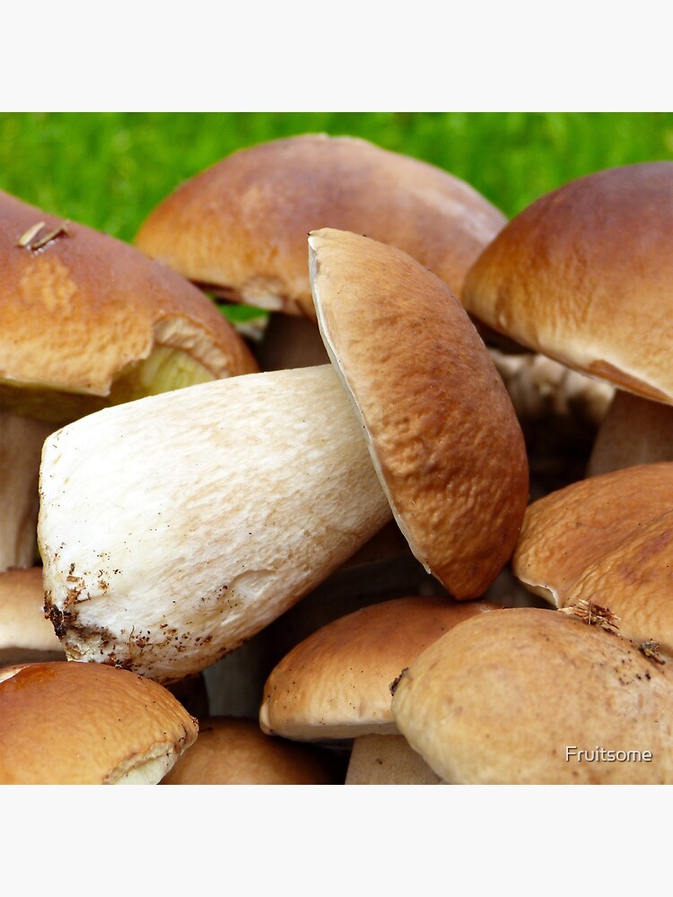"Porcini Mushroom Karl Johan Svamp (boletus edulis)" Poster by