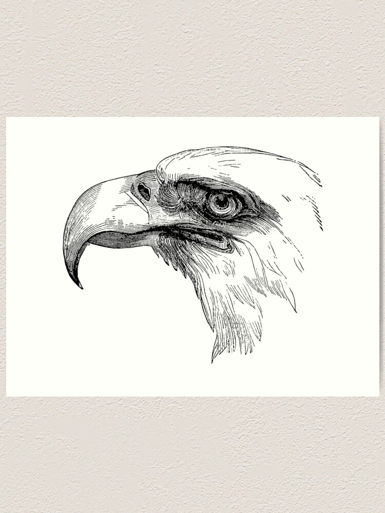 color drawing of a bird attacking an eagle Stock Illustration | Adobe Stock