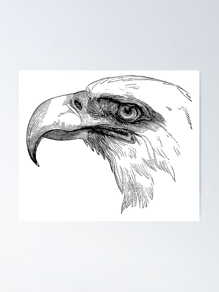 Bald Eagle Anatomy Diagram