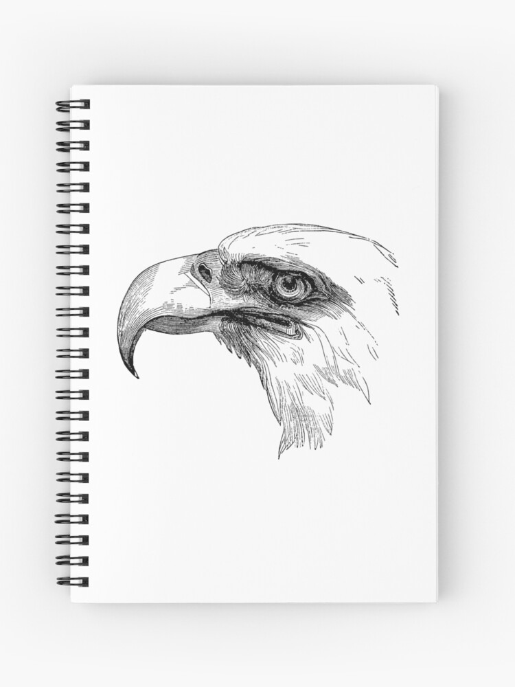 Eagle line art drawing style, The eagle bird sketch black linear isolated  on white background, And the best Eagle vector illustration. 11114266  Vector Art at Vecteezy