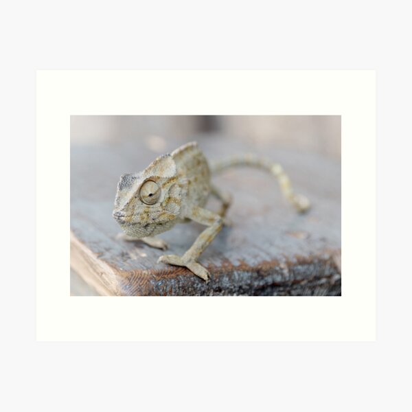 Chameleon close-up Art Print