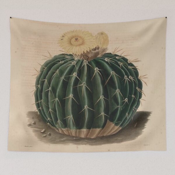 Item preview, Vintage Cactus Illustration - Echinocactus Sellowinnis designed and sold by xostarboyxo.