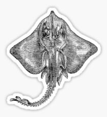 Vintage Sting Ray Fish Illustration Retro 1800s Black and White Image Sticker