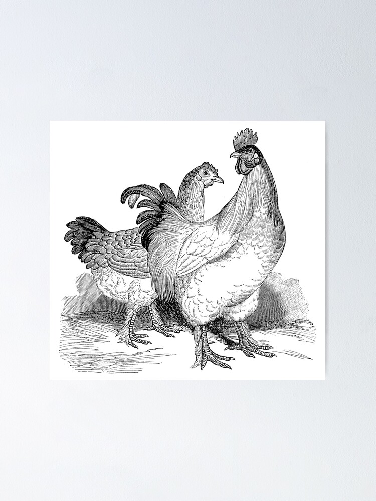 Vintage Rooster Illustration Retro 1800s Black And White Chicken Image Poster By Silverspiral Redbubble