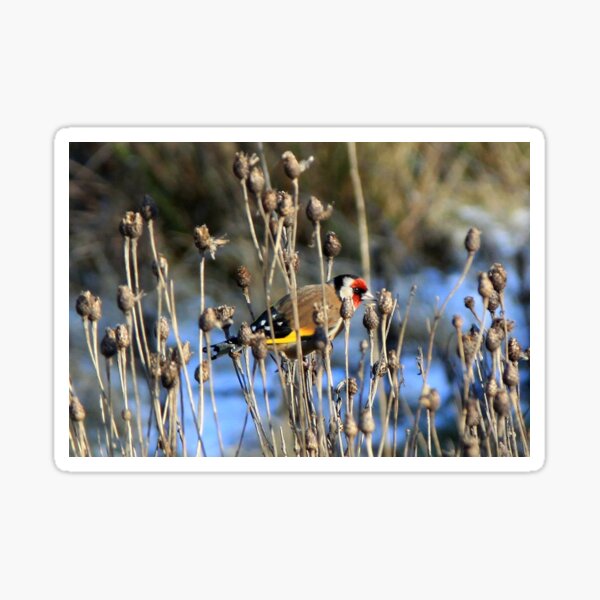 Item preview, Goldfinch designed and sold by beavo.